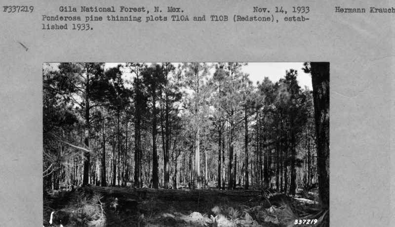 Ponderosa pine thinning plot