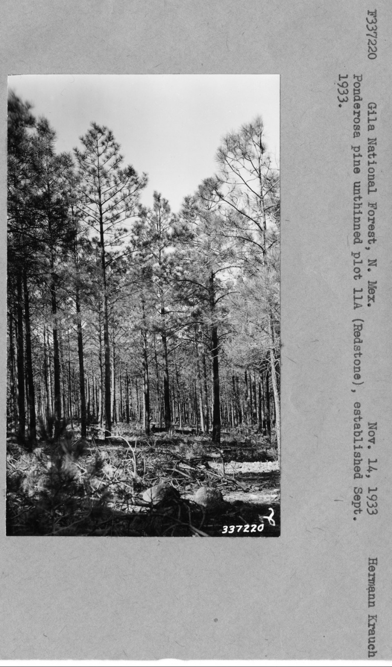 Ponderosa pine thinning plot