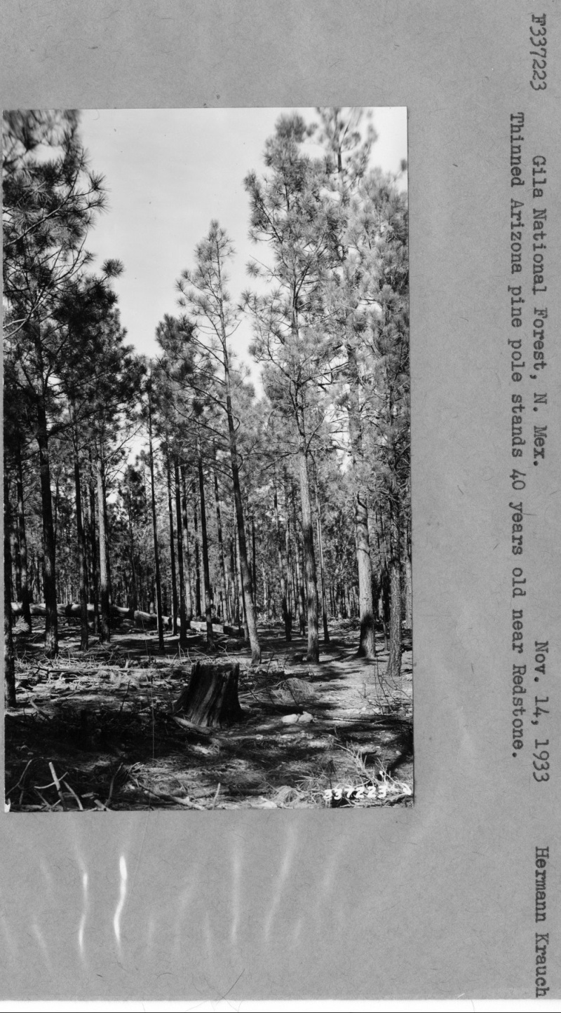 Thinned ponderosa pine plots