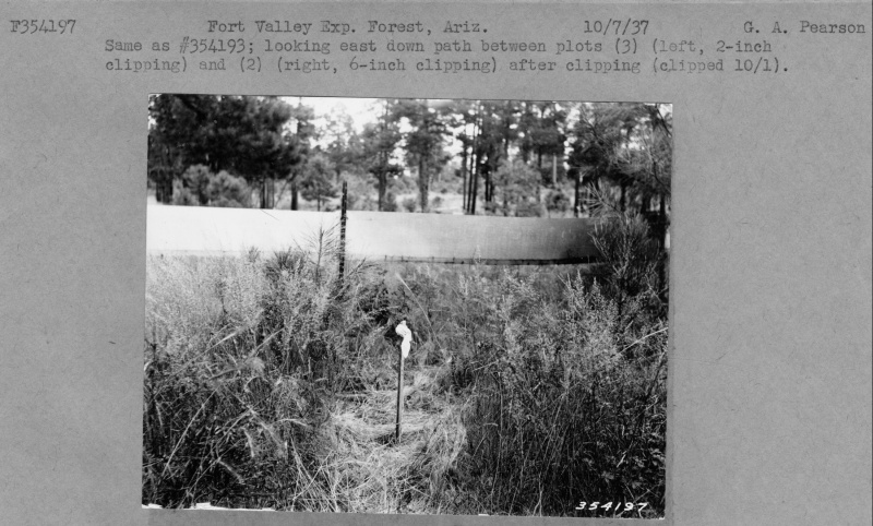 Bunchgrass-pine competition