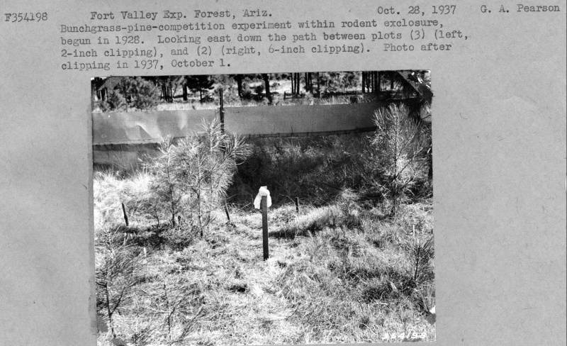 Bunchgrass-pine competition