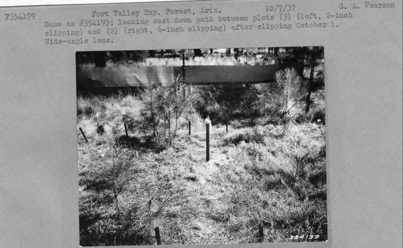 Bunchgrass-pine competition