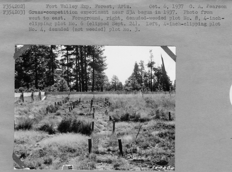 Bunchgrass-pine competition