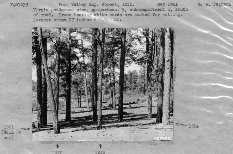 Virgin Ponderosa Marked For Cutting