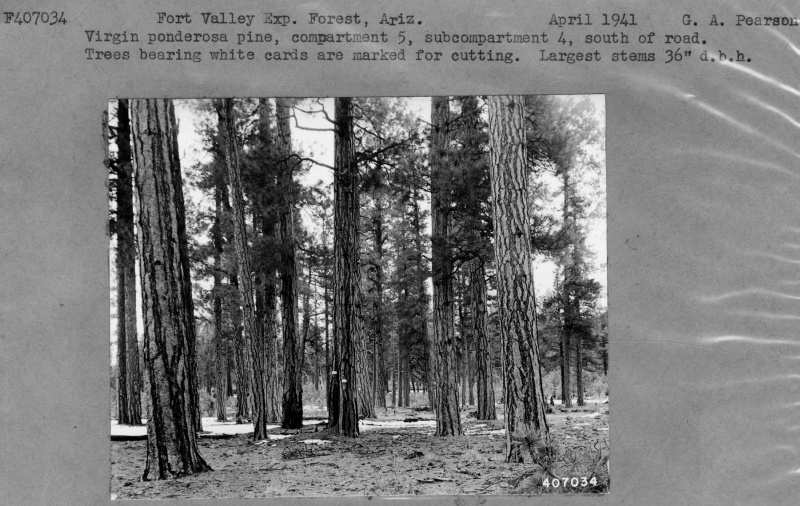 Virgin Ponderosa Marked For Cutting