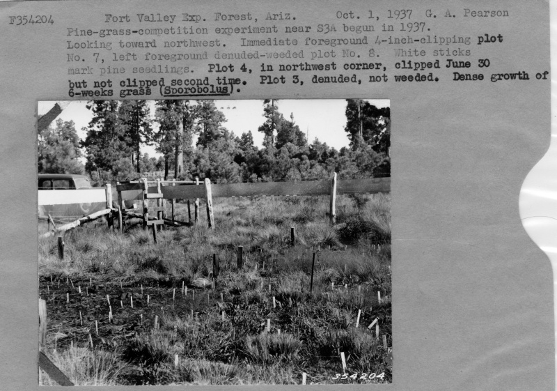 Pine-grass-competition experiment near S3A