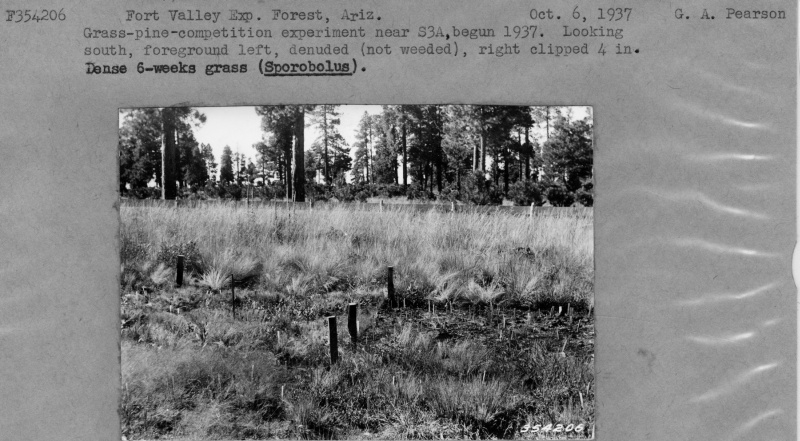 Grass-pine competition experiment near S3A