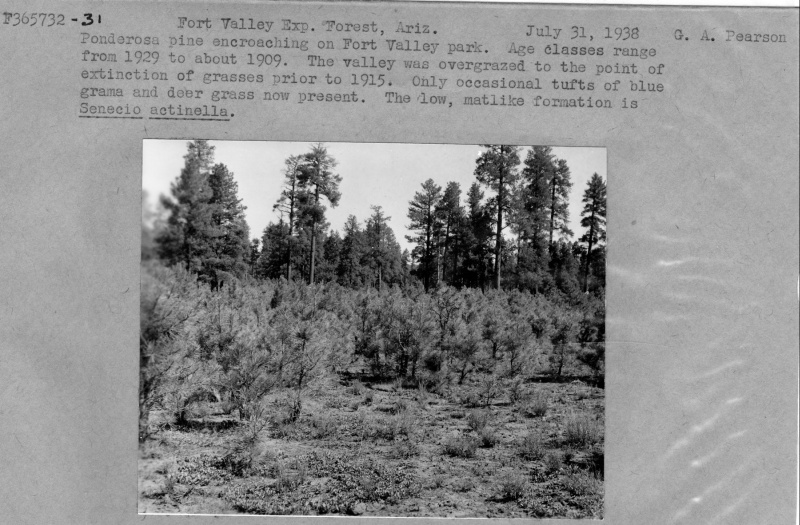 Ponderosa Pine encroaching