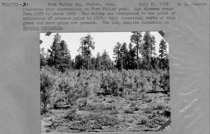 Ponderosa Pine encroaching