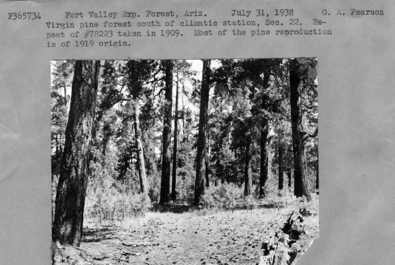 Pine reproduction Pine reproduction