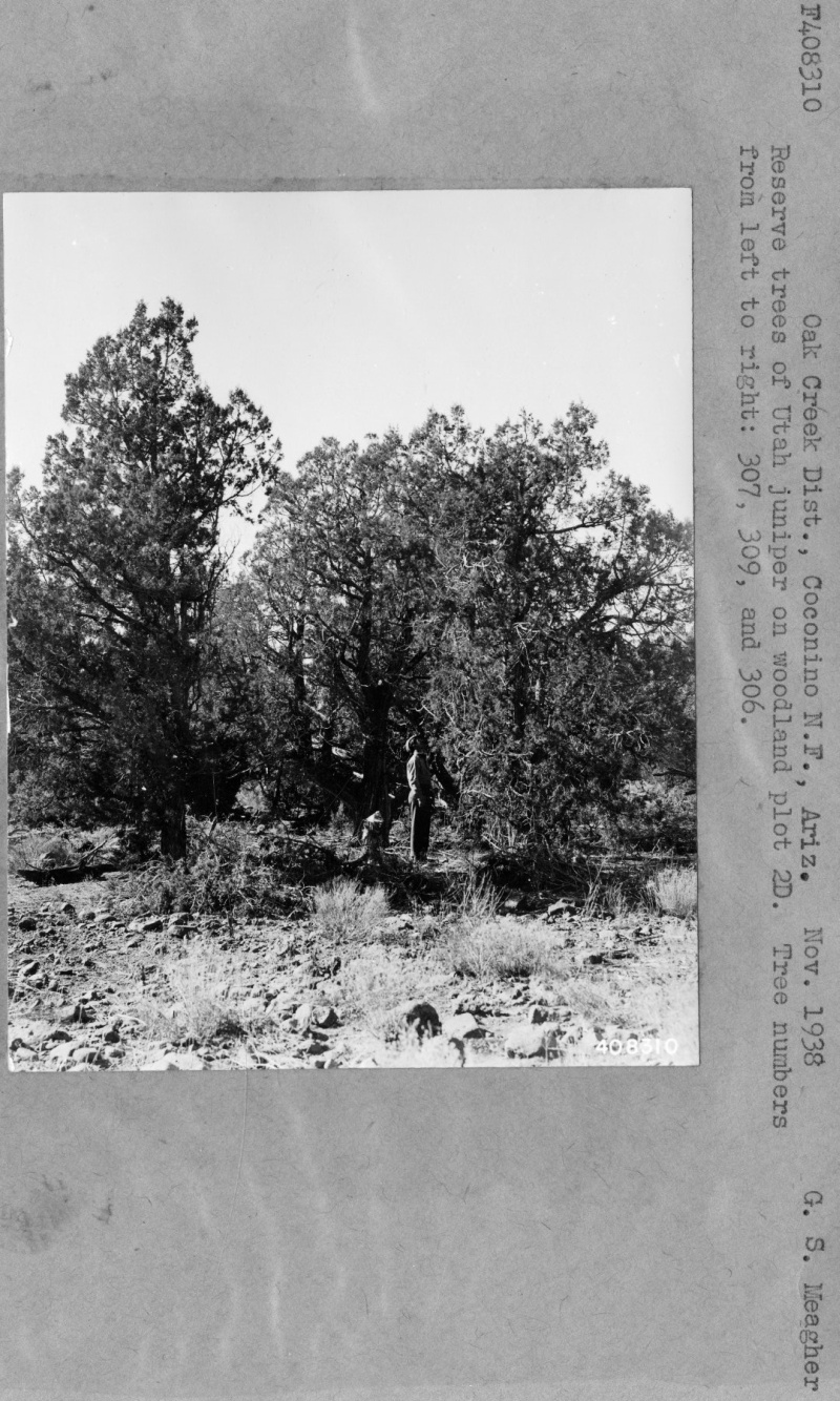Oak Creek District Woodland Plot