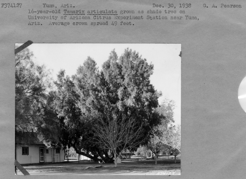 Tamarix articulata grown as shade