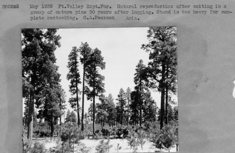 Natural reproduction after cutting