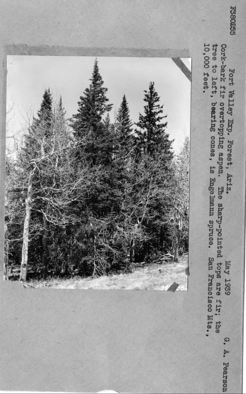 Cork-bark fir overtopping aspen