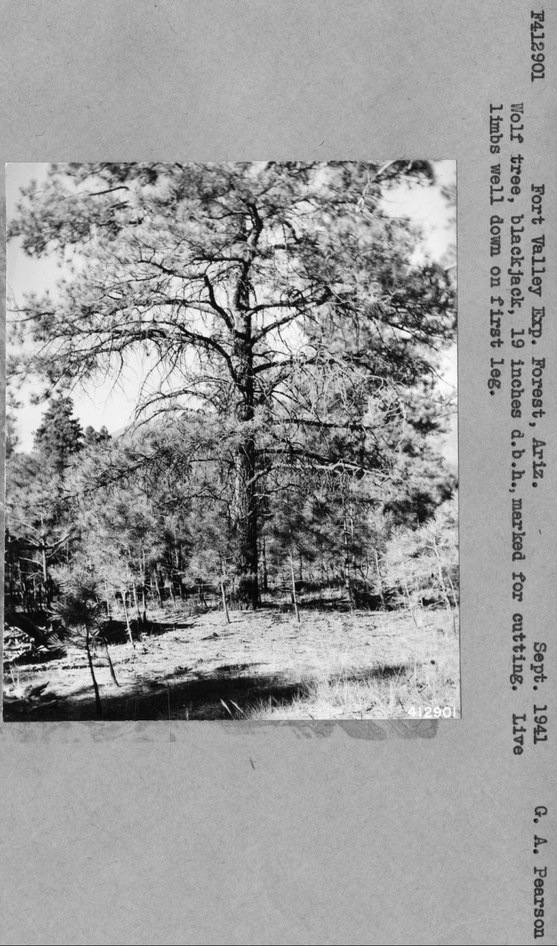 Tree  Marked For Cutting