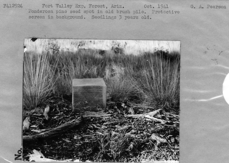 Ponderosa Pine Seed Spot