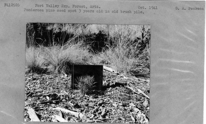 Ponderosa Pine Seed Spot