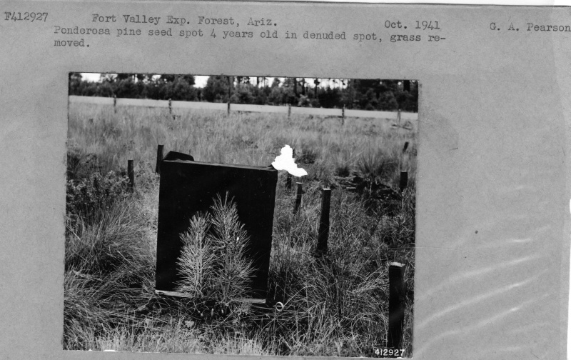 Ponderosa Pine Seed Spot