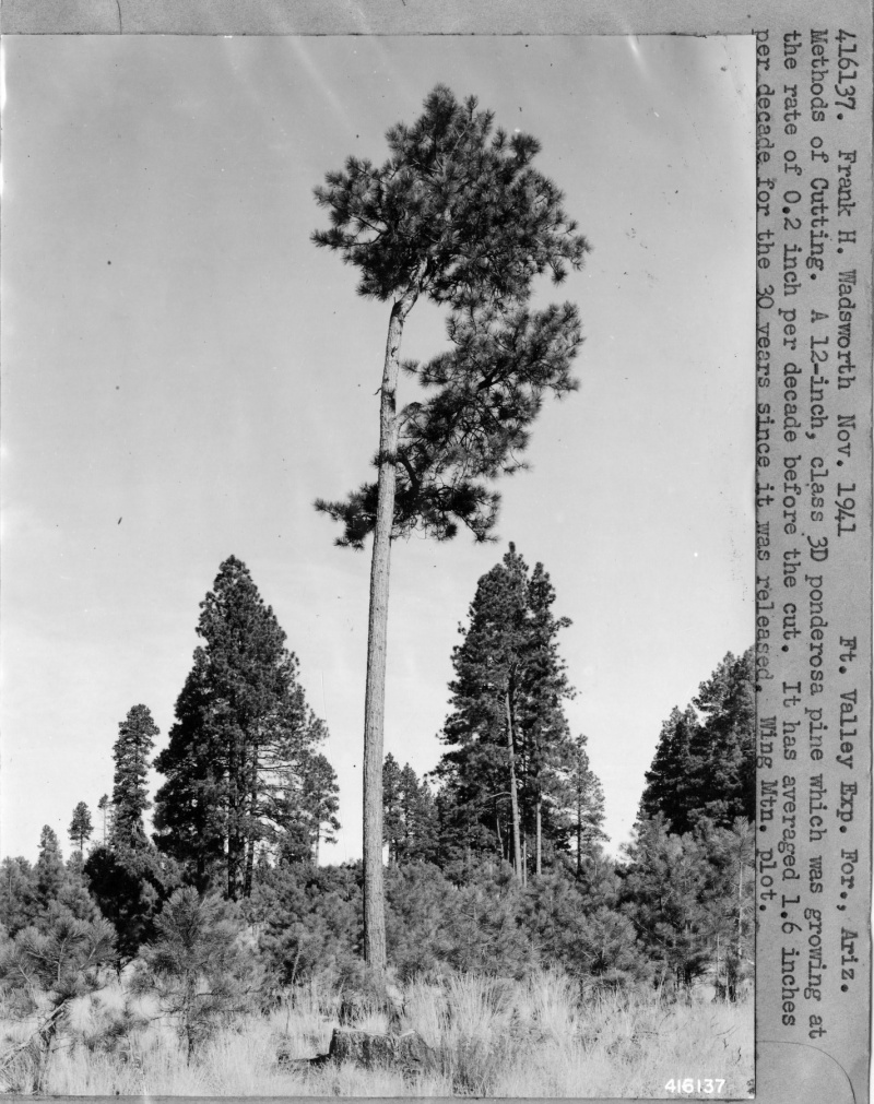 Ponderosa Pine Showing Development