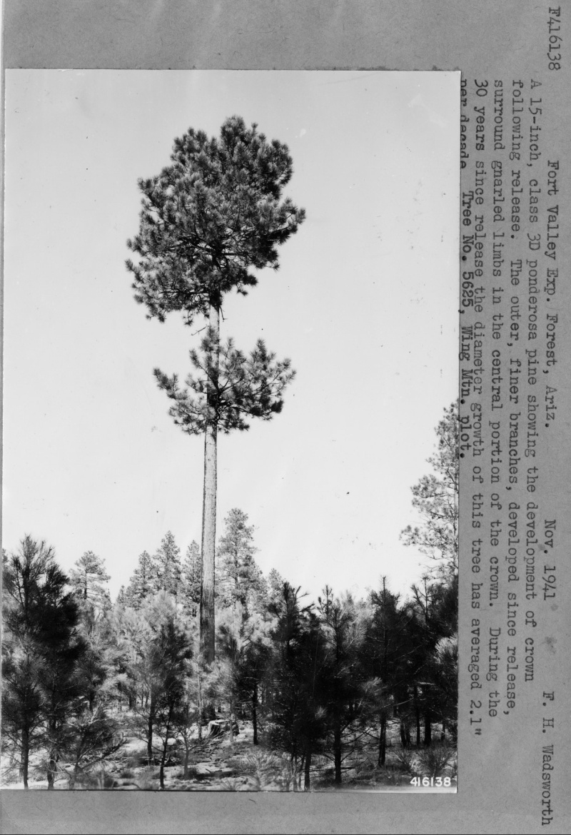 Ponderosa Pine Showing Development