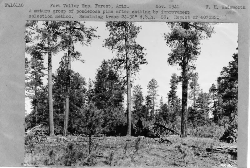 Ponderosa Pine Showing Development