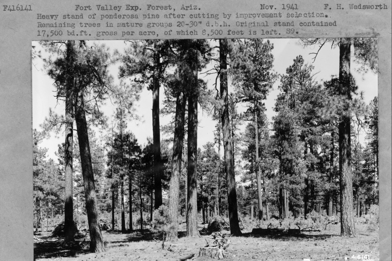 Ponderosa Pine Showing Development