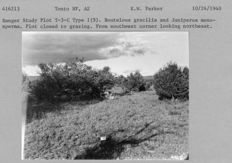 Ranger Study Plot