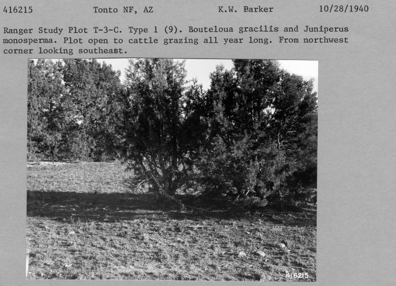 Ranger Study Plot