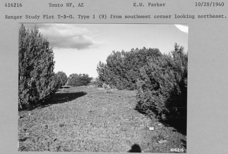 Ranger Study Plot