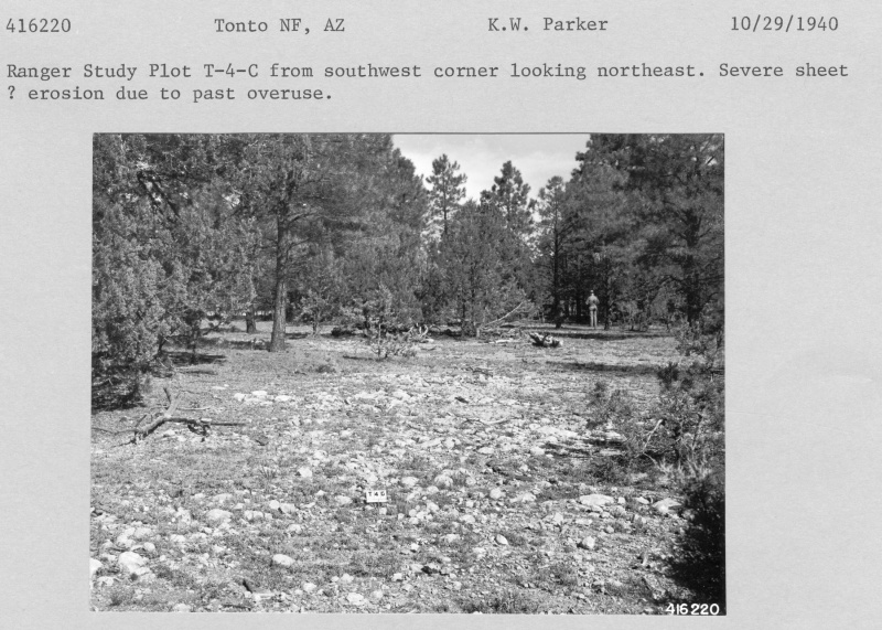 Ranger Study Plot