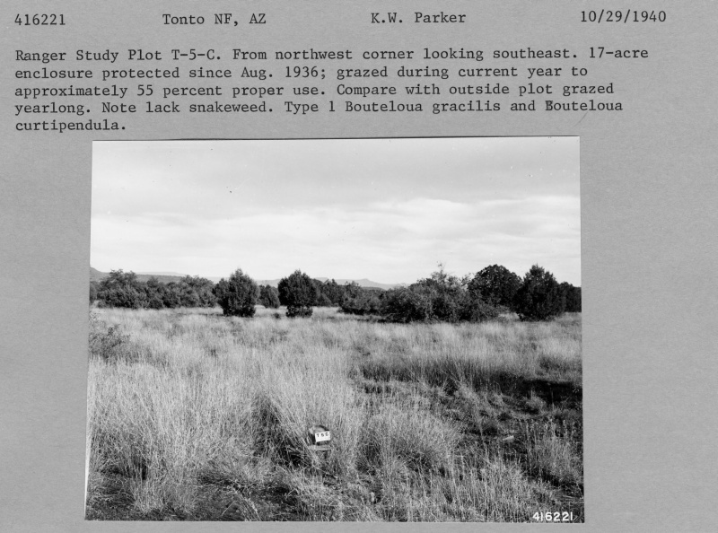 Ranger Study Plot