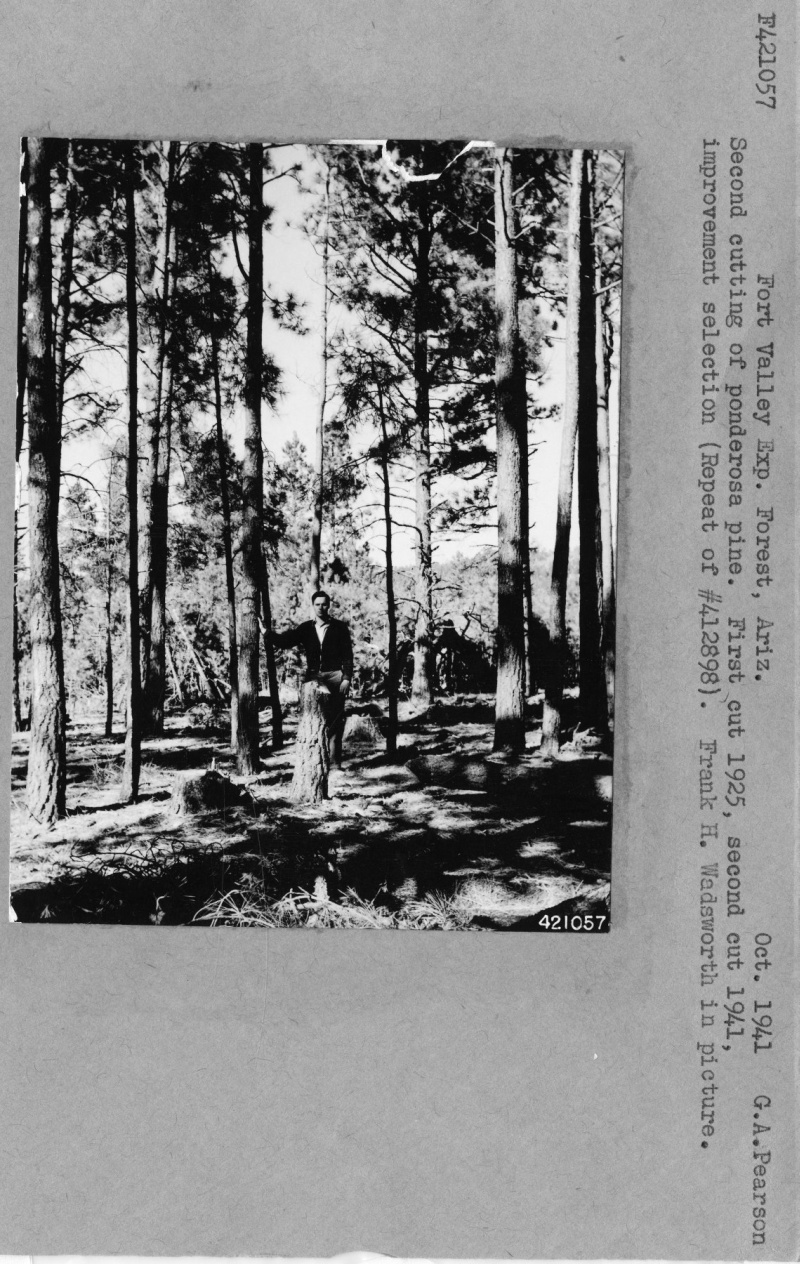Ponderosa Pine  Cutting