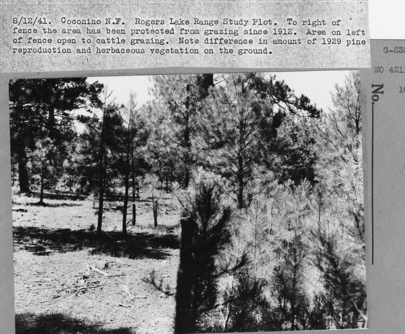 Rogers Lake Range Study Plot