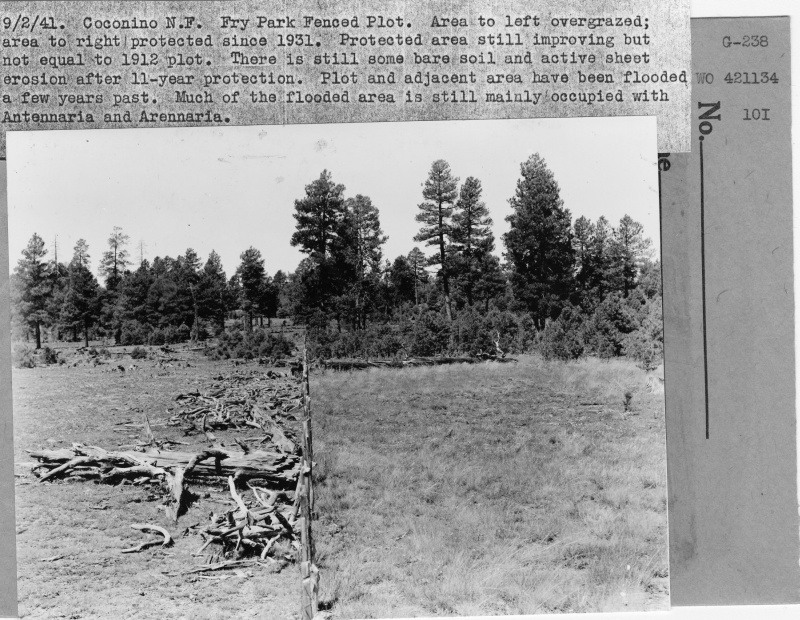 Fry Park Fenced Plot