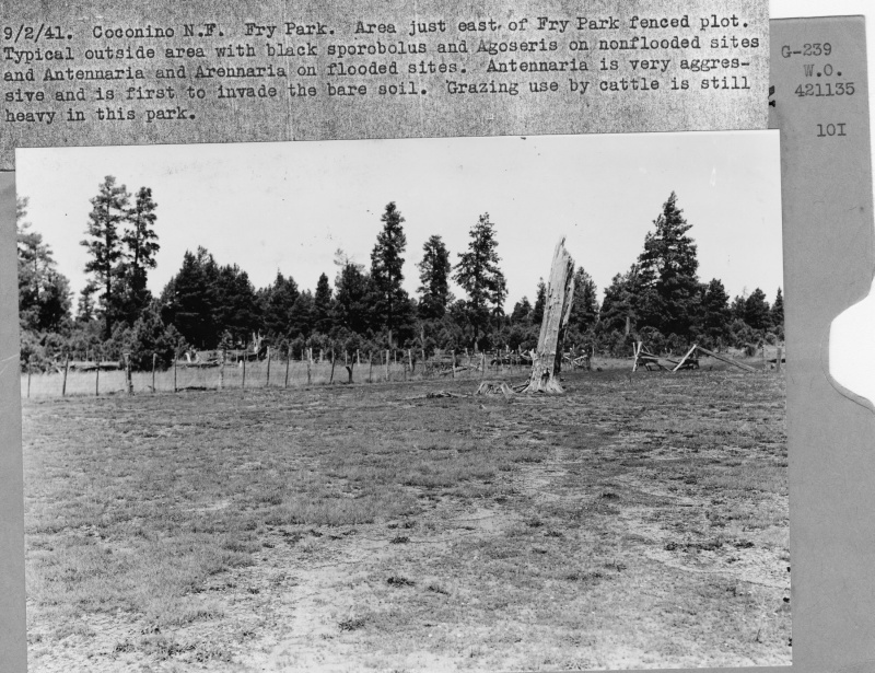 Fry Park Fenced Plot