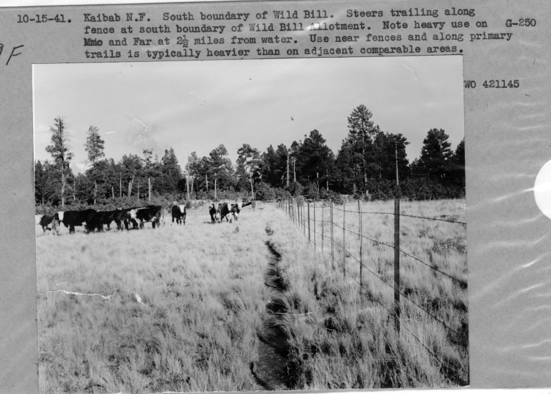Steers Along Wild Bill Allotment Fence
