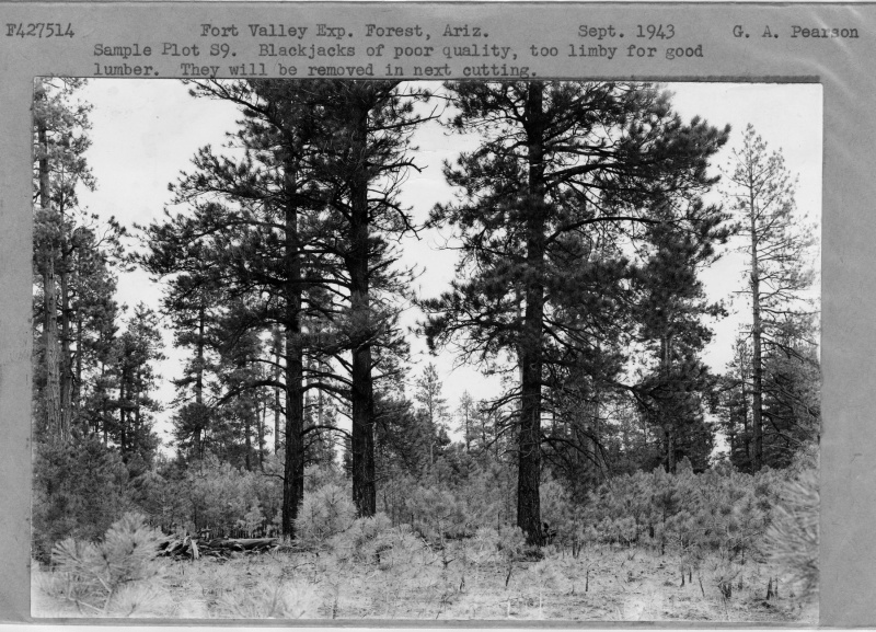 Poor Quality Trees