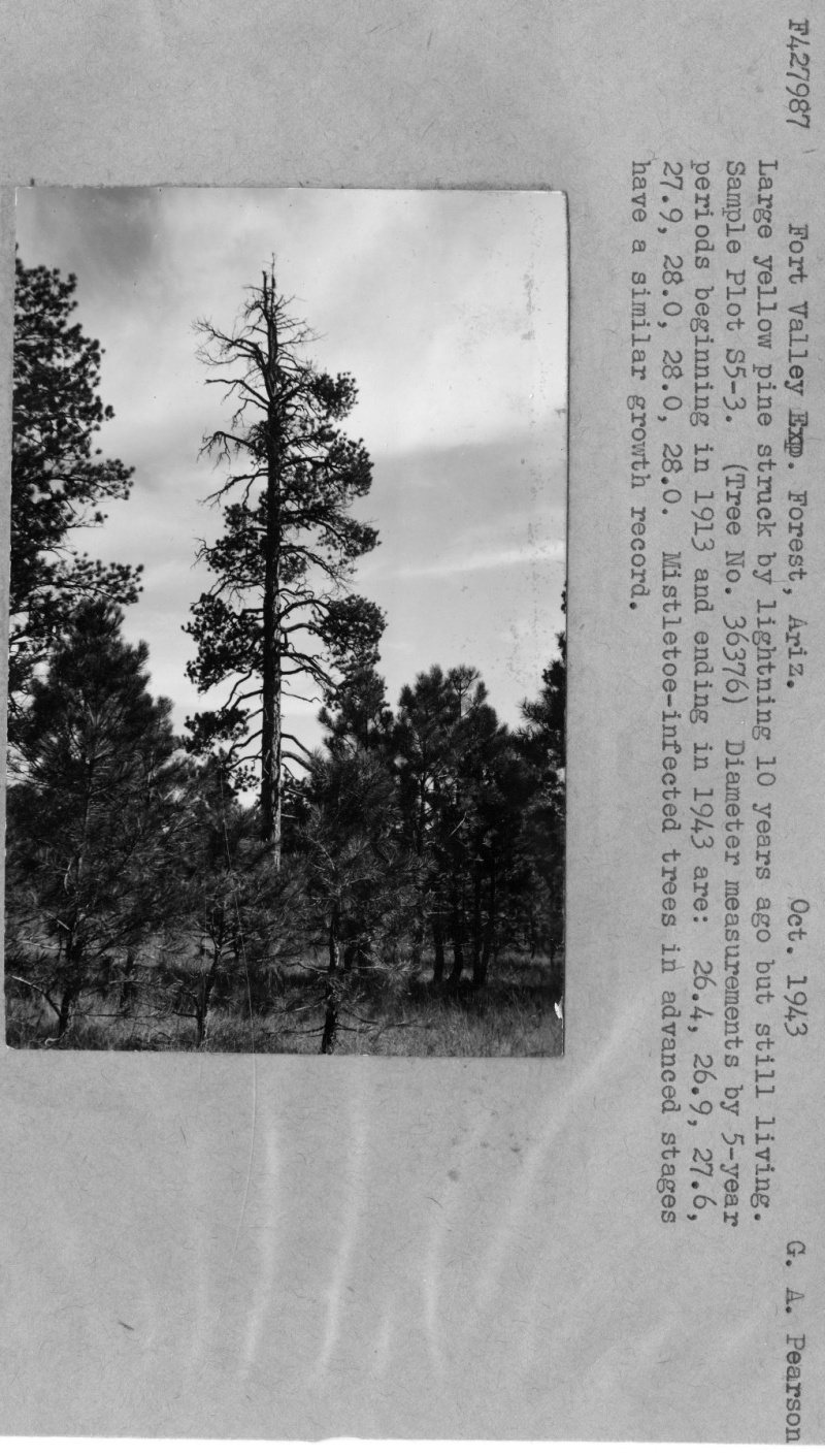 Tree Struck By Lightning