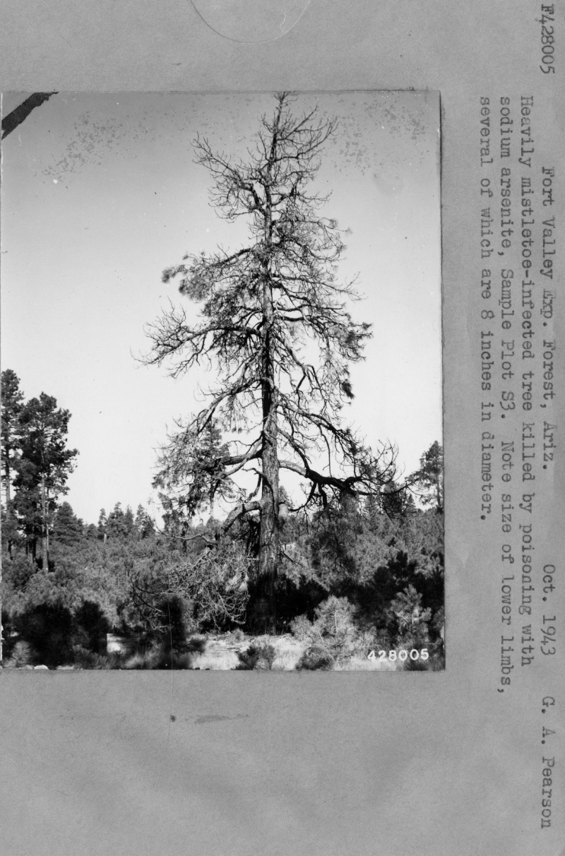 Mistletoe Infection