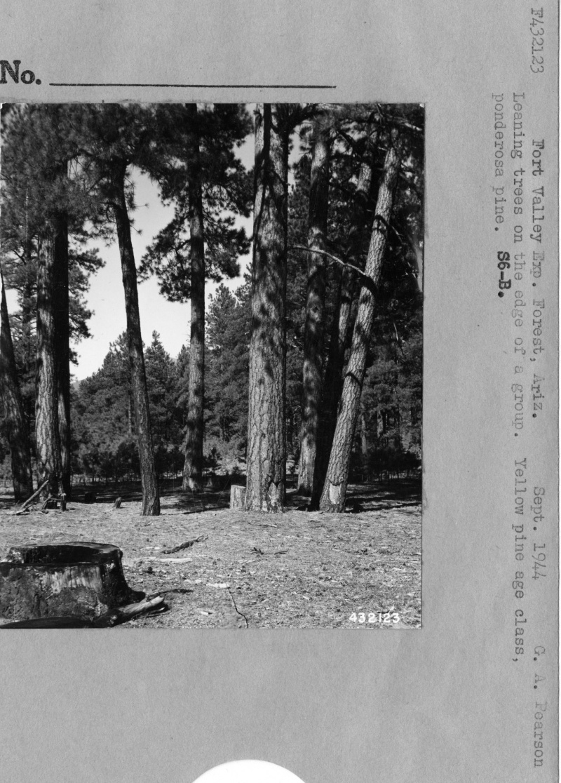 Leaning Trees