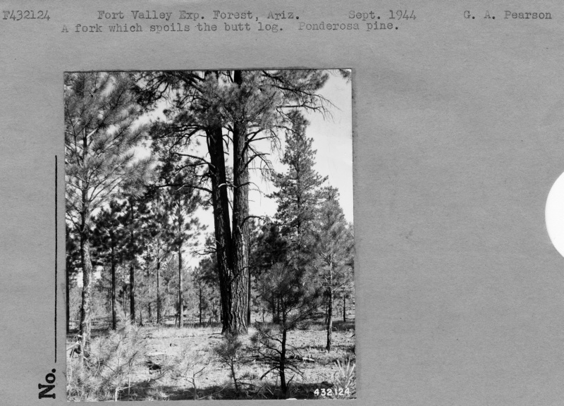 forked tree