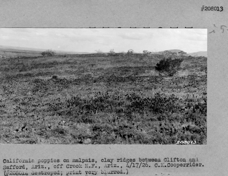 Landscape on Crook N.F.