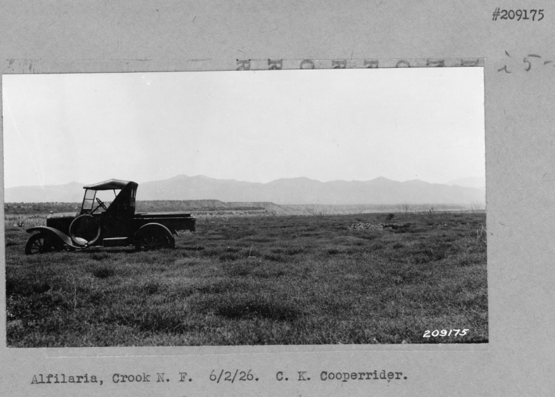 Landscape of Grassland