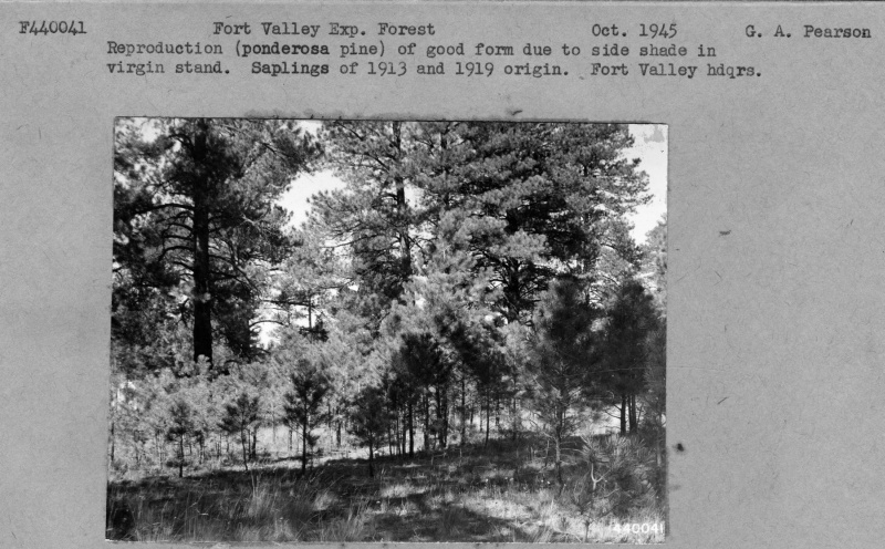 Sapling Reproduction