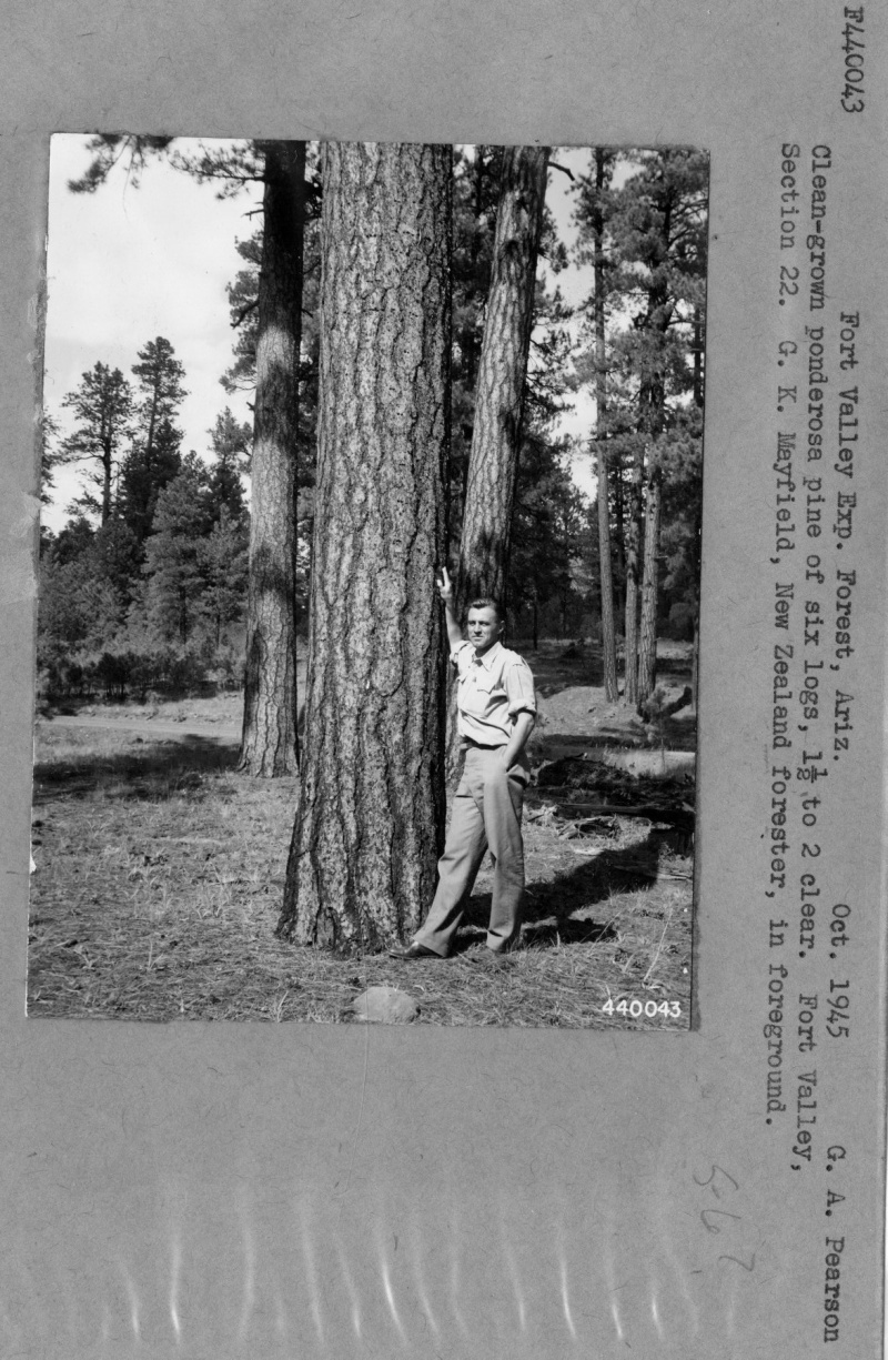 Clean Grown Ponderosa Pine