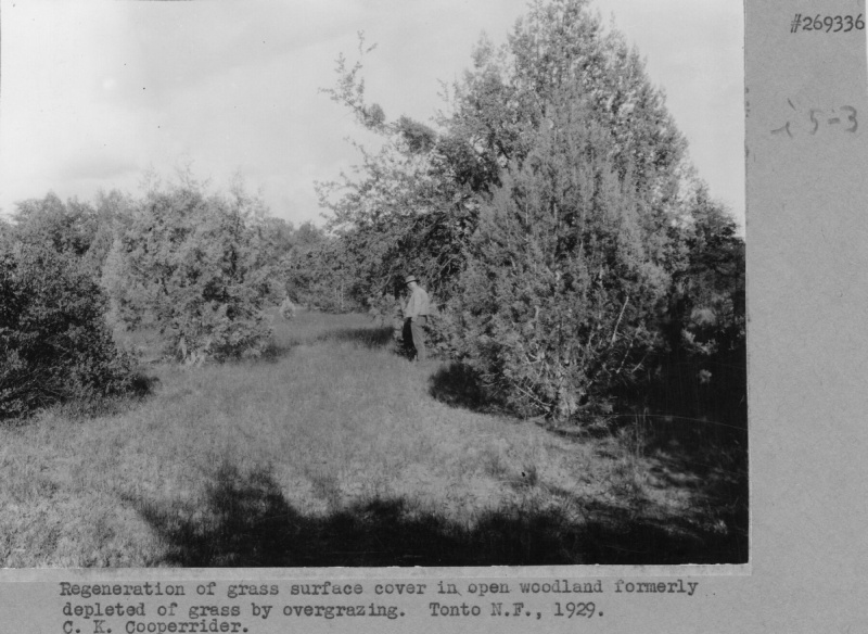 Regeneration of overgrazed area