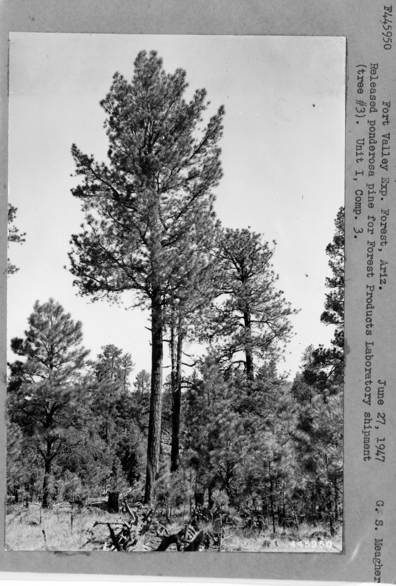 Released Ponderosa Pine
