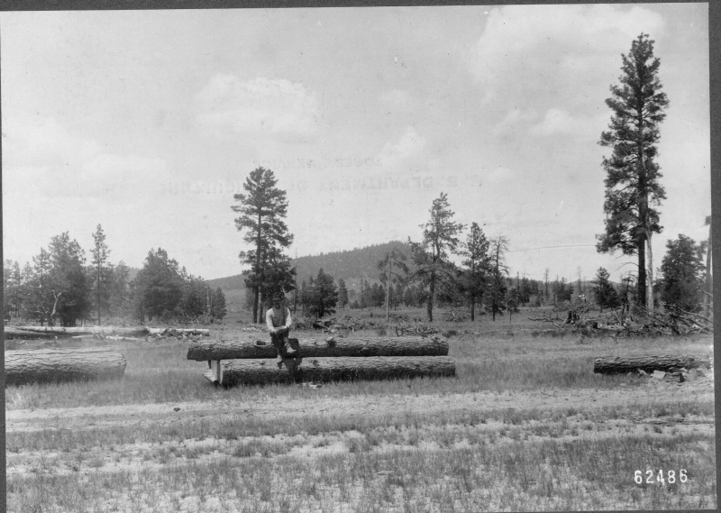 Overmature Western Yellow Pine forest