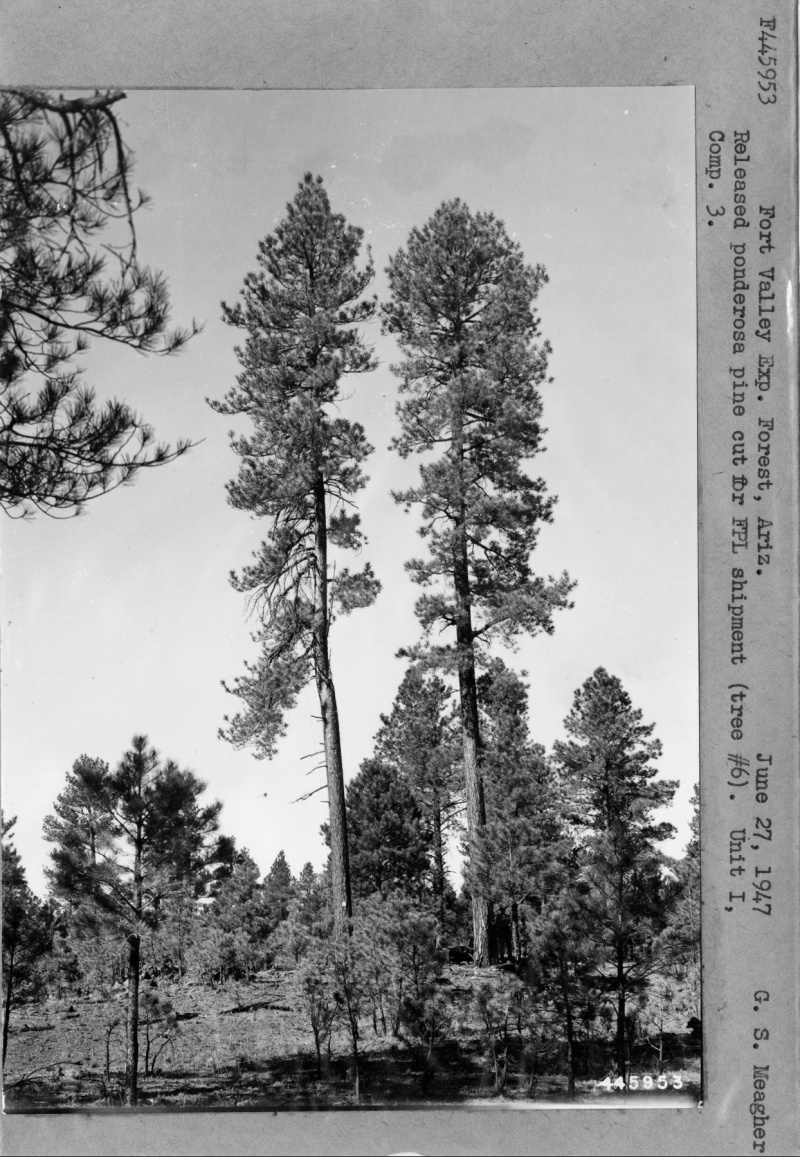 Released Ponderosa Pine