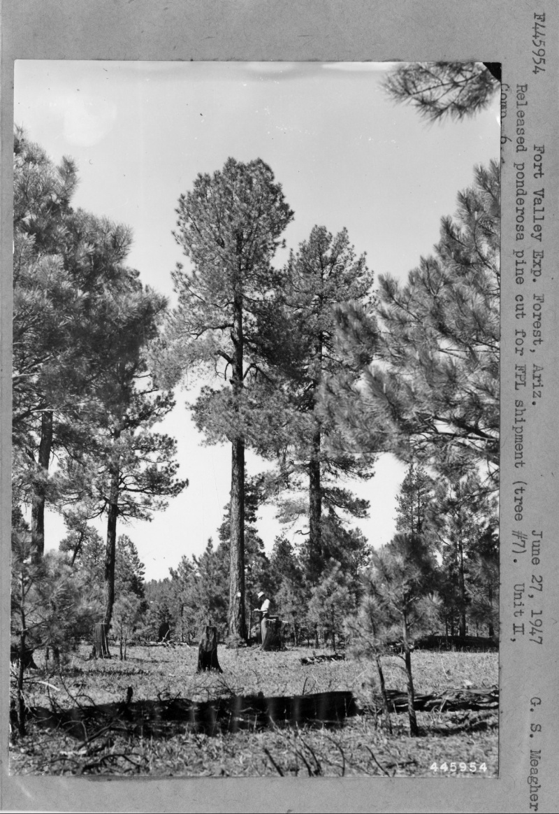 Released Ponderosa Pine